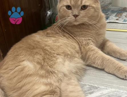 BRITISH OĞLUMA GELİN ADAYI ARANIYOR