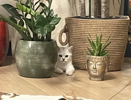 British Shorthair Kedime Eş Arıyorum - 118970306