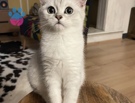 British Shorthair Kedime Eş Arıyorum