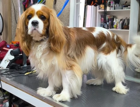 Cavalier King Charles dişi eş aranıyor. - 118978444