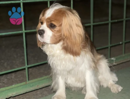 Cavalier King Charles dişi eş aranıyor.