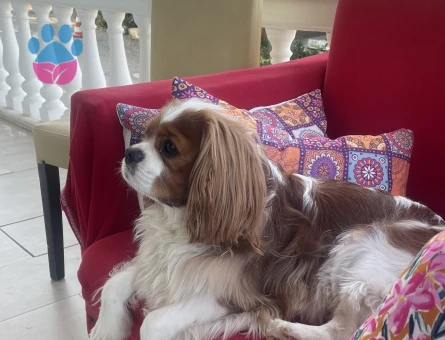 Cavalier King Charles dişi eş aranıyor.