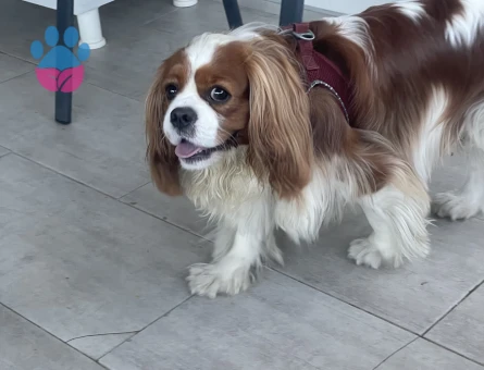 Cavalier King Charles dişi eş aranıyor.