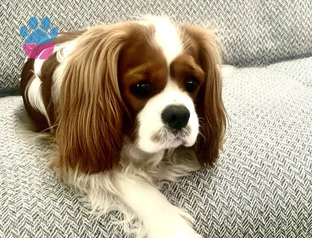 Cavalier King Charles dişi eş aranıyor.