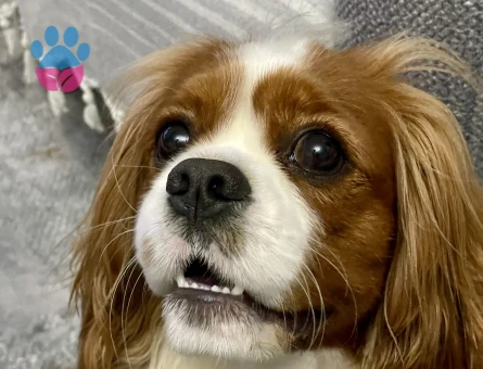 Cavalier King Charles dişi eş aranıyor.
