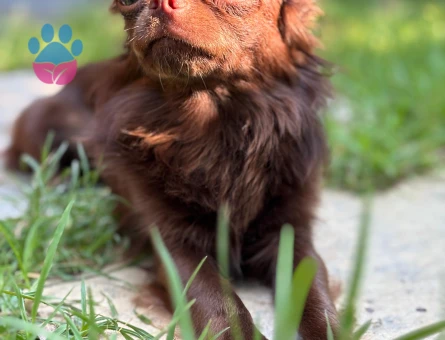 safkan dişi chiuhuahua arıyorum