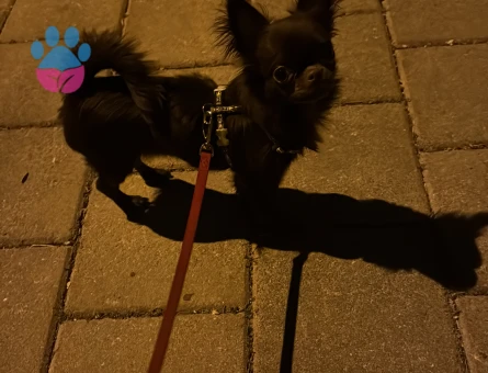 safkan dişi chiuhuahua arıyorum