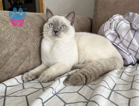 Lucy için eş arıyorum