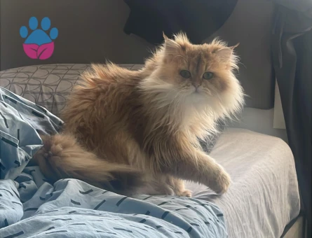 British longhair gold