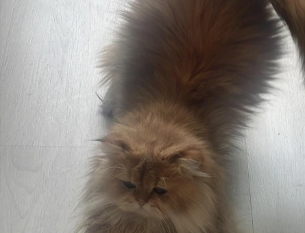 British longhair gold - 118978453