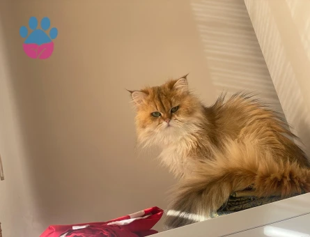 British longhair gold