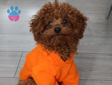 Toy poodle 1 yaşında erkek - 118984458