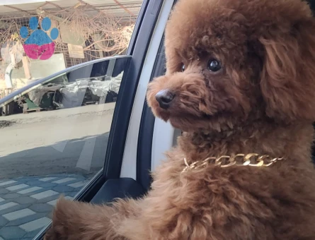 Toy poodle 1 yaşında erkek