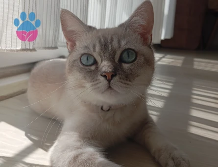 British Shorthair Duman oğlumuza gelin arıyoruz - 118984459