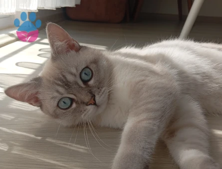 British Shorthair Duman oğlumuza gelin arıyoruz