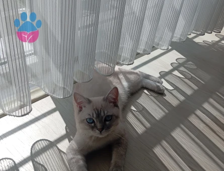 British Shorthair Duman oğlumuza gelin arıyoruz