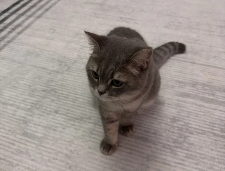 British Shorthair Oğlumuza eş arıyoruz - 118984465