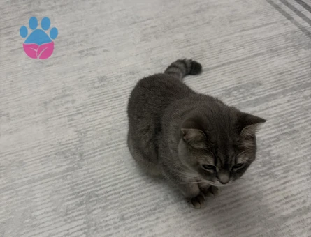 British Shorthair Oğlumuza eş arıyoruz