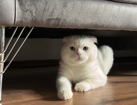 Scottish Fold Oğluma Dişi Arıyorum - 118984466