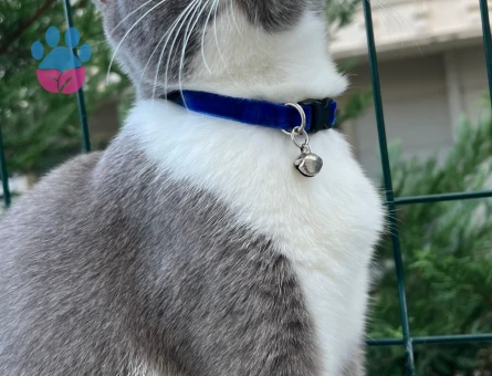 Kızıma eş arıyorum