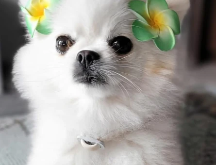 Pomerian - 118979037