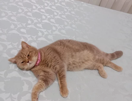 British Shorthair 1 Yaşında Eş Arıyor - 118979044