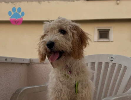 Maltipoo oğluma dişi eş arıyorum. - 118984758