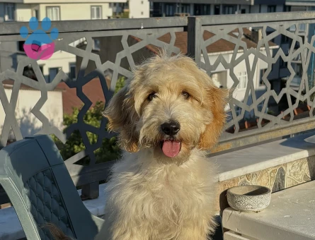 Maltipoo oğluma dişi eş arıyorum.