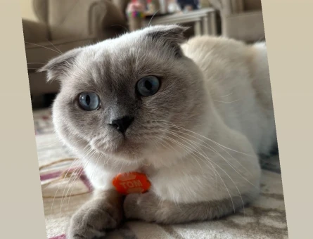 Scottish Fold 2 Yaşında Eş Arıyor - 118971453