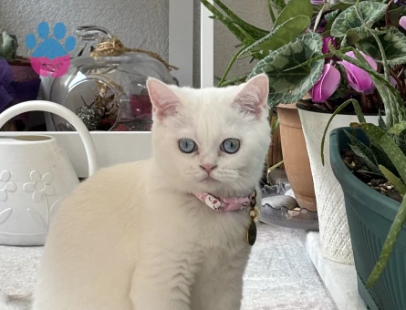 1 yaşında pamuk için eş arıyoruz