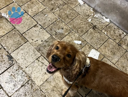 Tarçın’a Tatlı Bir Cocker Eşi Arıyoruz