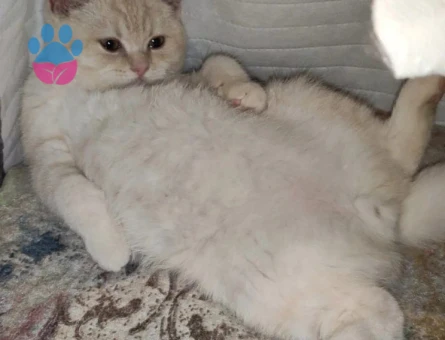British Shorthair Kedime Eş Aranıyor