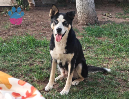 Sibirya kurdu köpeğime eş arıyorum.