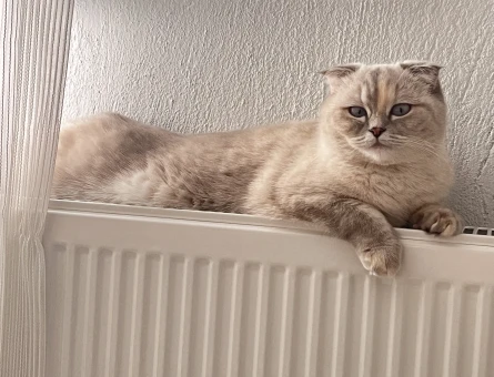 Scottish Fold Liya Eş Arıyor - 118979576