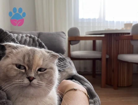 Scottish Fold Liya Eş Arıyor