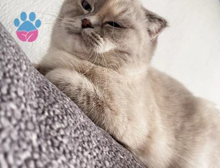 Scottish Fold Liya Eş Arıyor