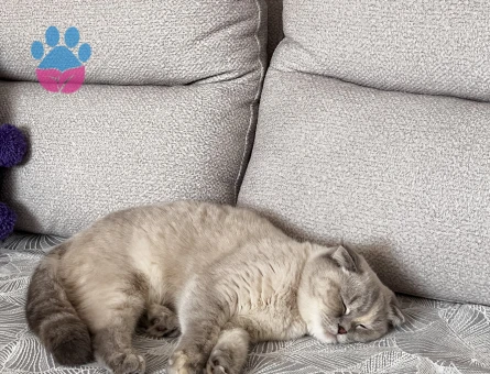 Scottish Fold Liya Eş Arıyor