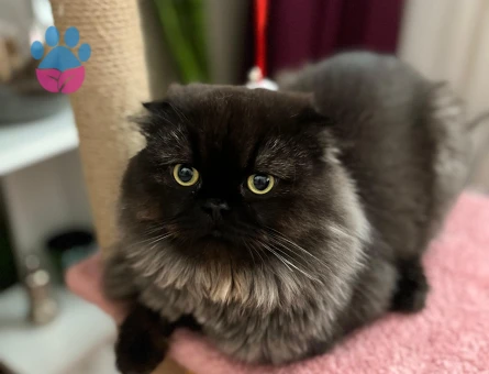 Oğlumuz için eş arıyoruz