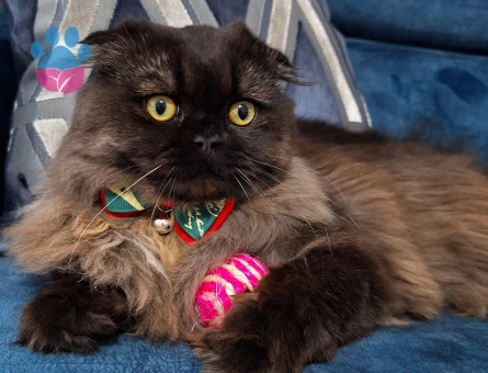 Oğlumuz için eş arıyoruz