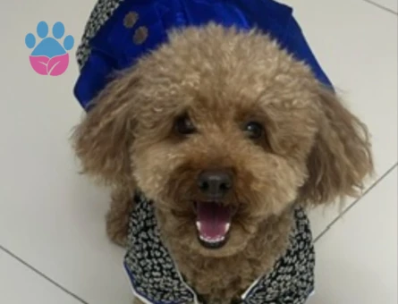 Toypoodle Eş Arıyor - 118985019