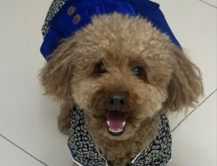 Toypoodle Eş Arıyor - 118985019