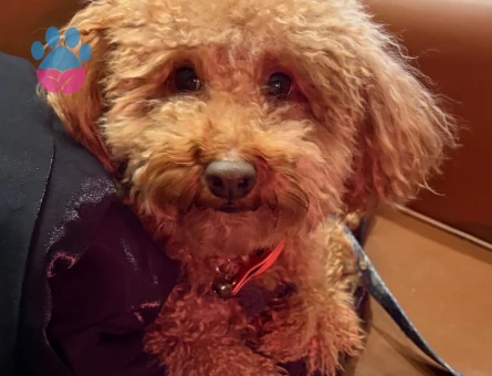 Toypoodle Eş Arıyor - Görsel 3