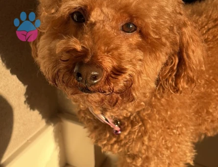 Toypoodle Eş Arıyor - Görsel 4