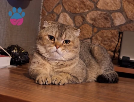 Scottish Fold Hector Eşini Arıyor - 118985020