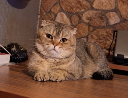 Scottish Fold Hector Eşini Arıyor - 118985020