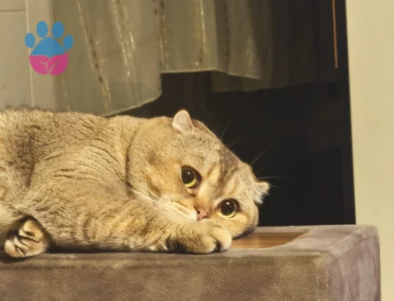 Scottish Fold Hector Eşini Arıyor - Görsel 3