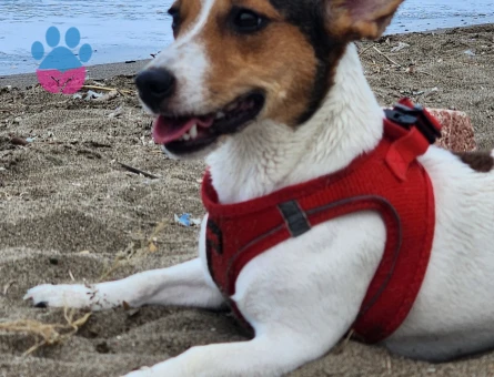 Jack Russel Kızıma eş arıyorum - Görsel 3