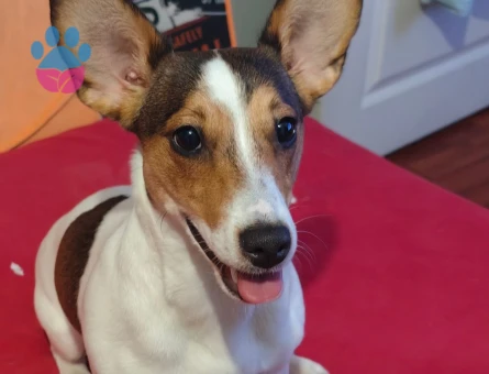 Jack Russel Kızıma eş arıyorum - 118985023