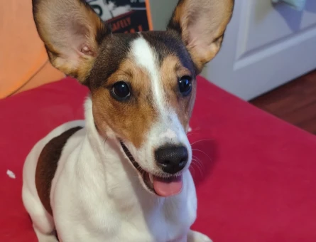 Jack Russel Kızıma eş arıyorum - 118985023