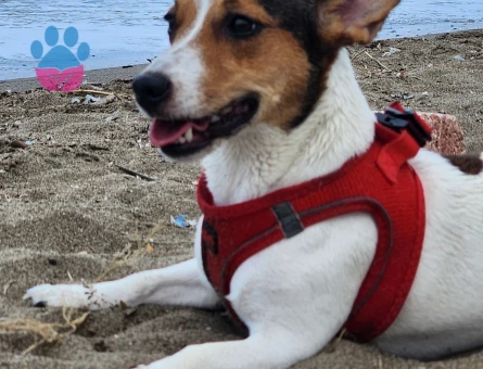 Jack Russel Kızıma eş arıyorum - Görsel 4